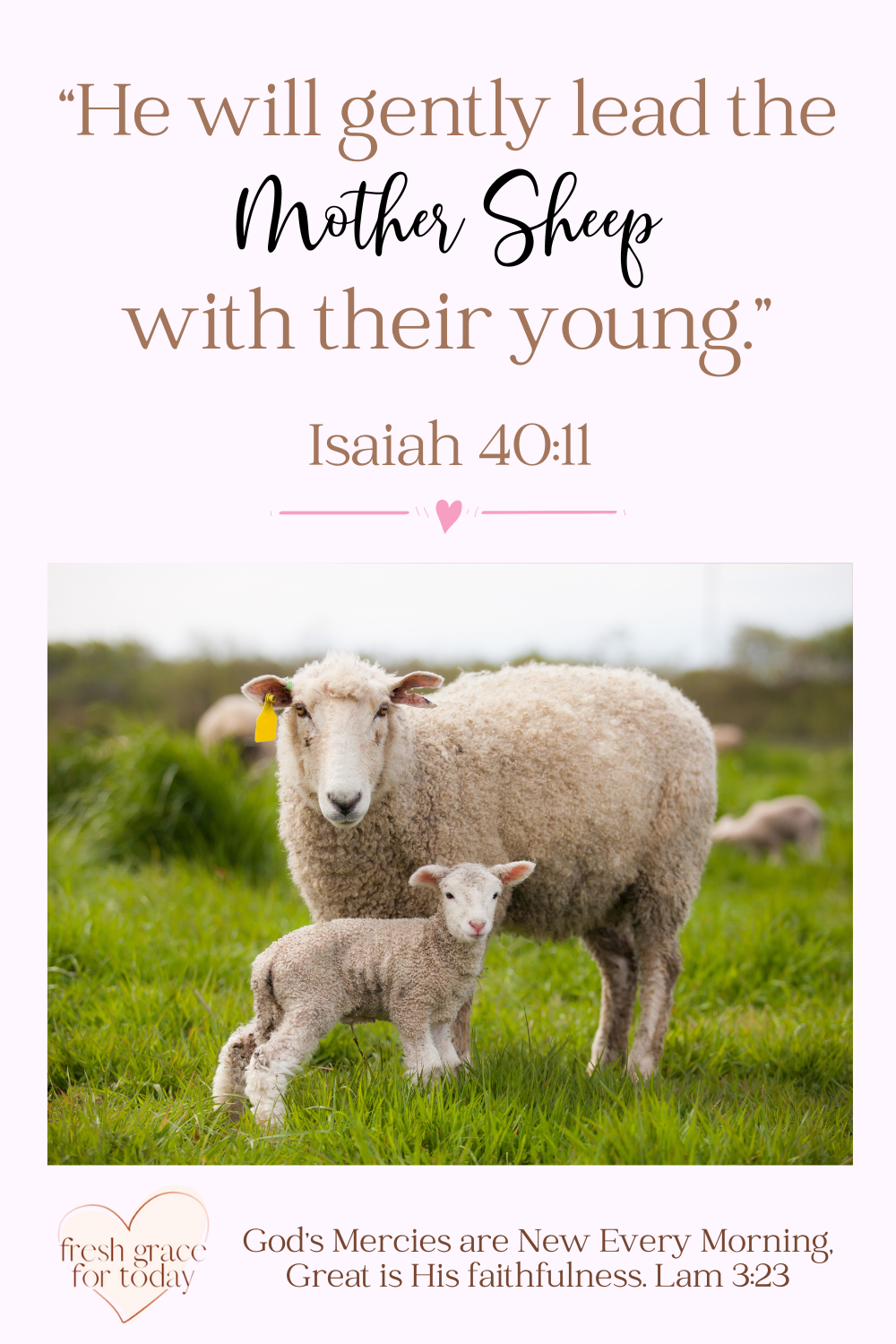 He will Gently Lead the Mother Sheep with Their Young - Isaiah 40:11